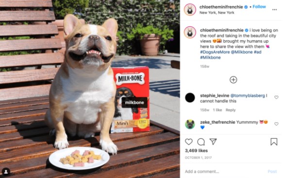 Pet Products Influencer Example